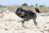PETIT CHIEN LION 045